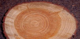 Creare un ciondolo in legno 1565 0 Creare un ciondolo in legno